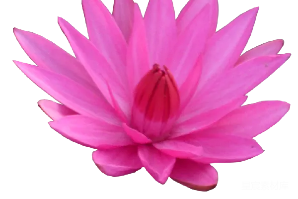 元素素材 莲花