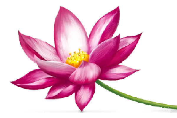 元素素材 粉红色的莲花插图