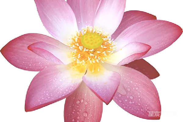 元素素材 莲花
