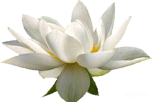 元素素材 莲花