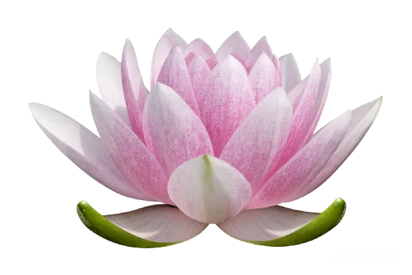 元素素材 莲花