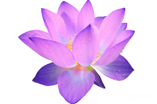元素素材 莲花