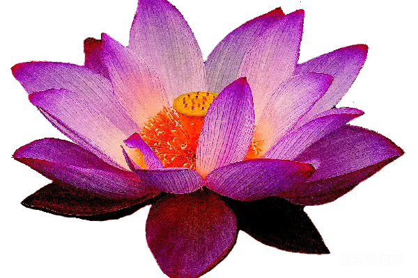 元素素材 绽放的紫色莲花