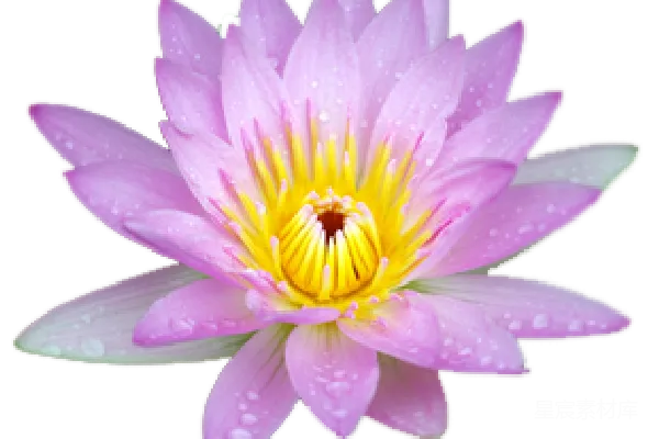 元素素材 莲花