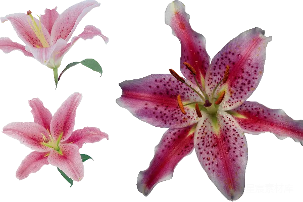元素素材 三幅百合花的特写照片