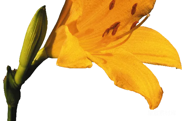 元素素材 黄色萱草花