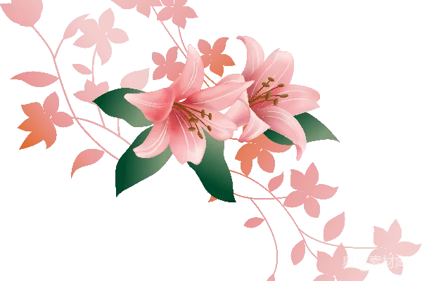 元素素材 粉红色百合花插图