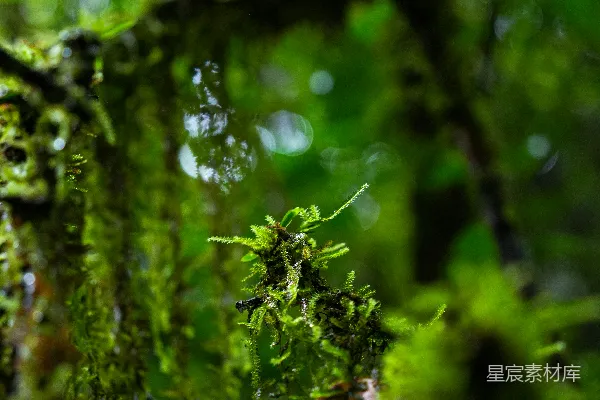 高清摄影 一只红鸟栖息在苔藓覆盖的树干上。