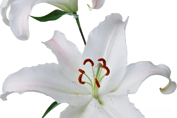 元素素材 里尔姆
