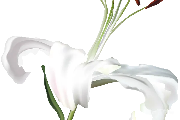 元素素材 白色百合花
