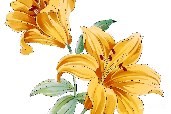 元素素材 黄色百合花插画