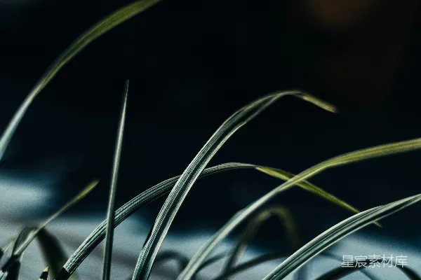 高清摄影 一株植物的特写镜头，长而细的绿色叶子