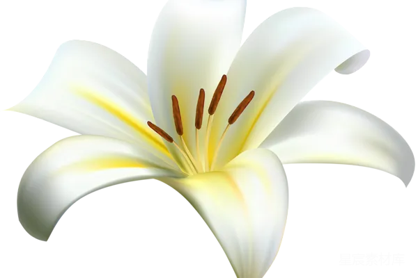 元素素材 白色百合花