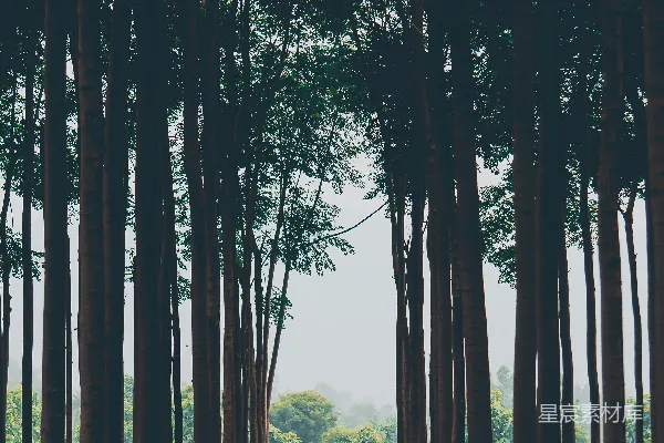 高清摄影 白天绿树映衬下的绿色草地田野