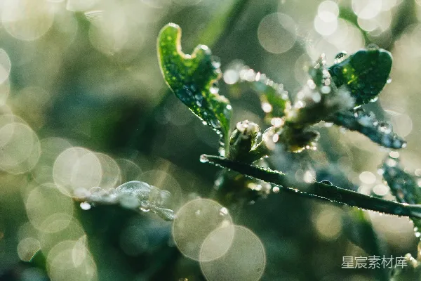 高清摄影 一朵植物上挂着水珠的特写镜头