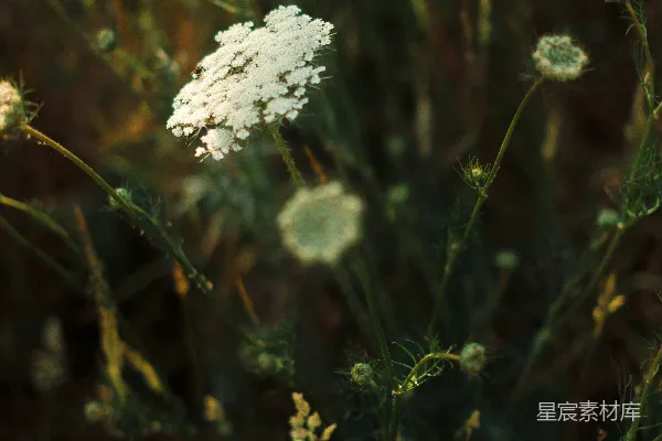 高清摄影 白花野草在绿色和棕色的叶丛中绽放。
