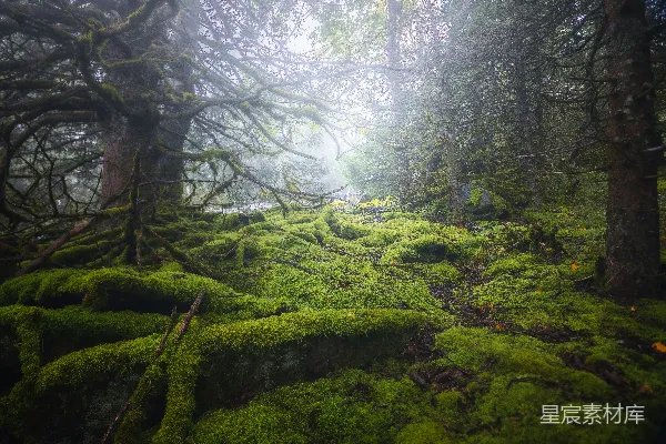 高清摄影 覆盖着苔藓的高大树林地面