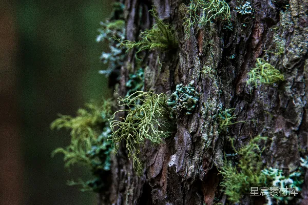 高清摄影 地衣和苔藓生长在纹理树干上