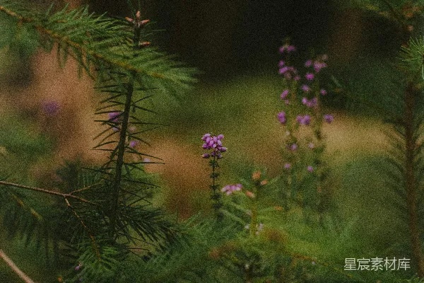 高清摄影 一只小鸟栖息在树干上。