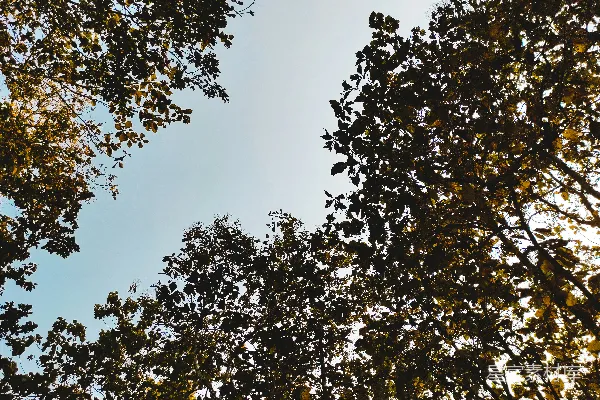 高清摄影 白天绿黄树叶下的蓝天