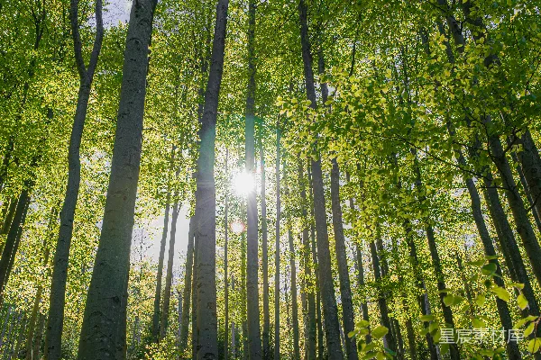 高清摄影 阳光透过森林里的高大树木洒落下来。