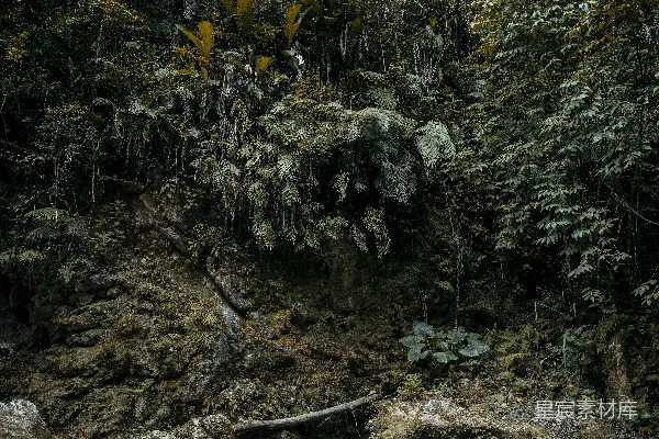 高清摄影 一条河流穿越一片浓绿的森林