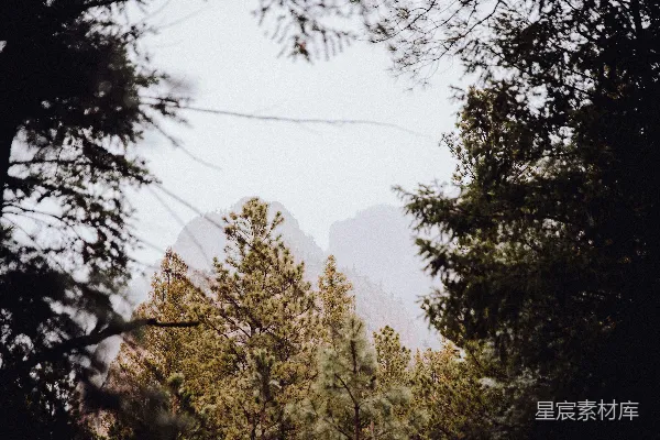 高清摄影 山中白天绿树