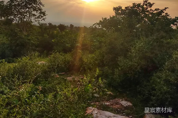 高清摄影 夕阳西下，映红了树木与岩石。