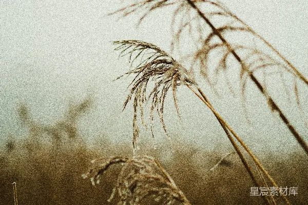 高清摄影 背景有一片长满高草的草地。