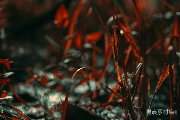 高清摄影 红色的草和周围的模糊背景。
