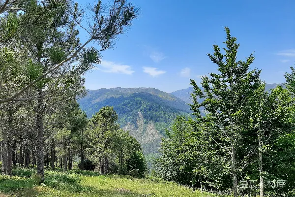 高清摄影 背景中有草丛、树木和山峰的草地区域