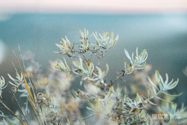 高清摄影 一幅植物特写照片，背景模糊。