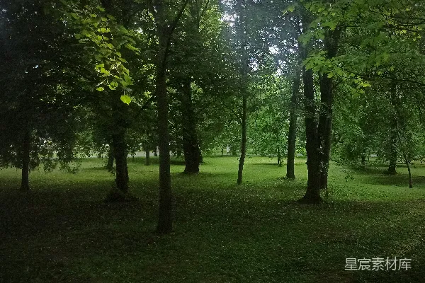 高清摄影 高大茂密的树木在一片翠绿的公园中