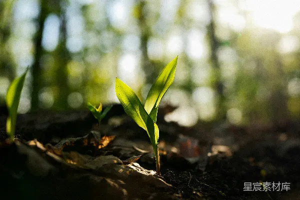 高清摄影 森林中有一株小植物从地上生长出来。