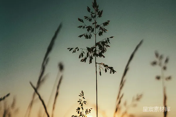 高清摄影 夕阳落在一些高草后面