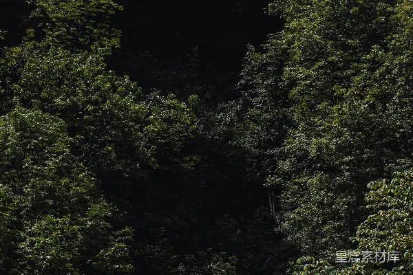 高清摄影 一片郁郁葱葱的森林，里面长满了树木。