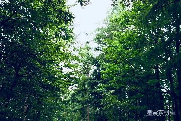 高清摄影 一条穿过森林的小路