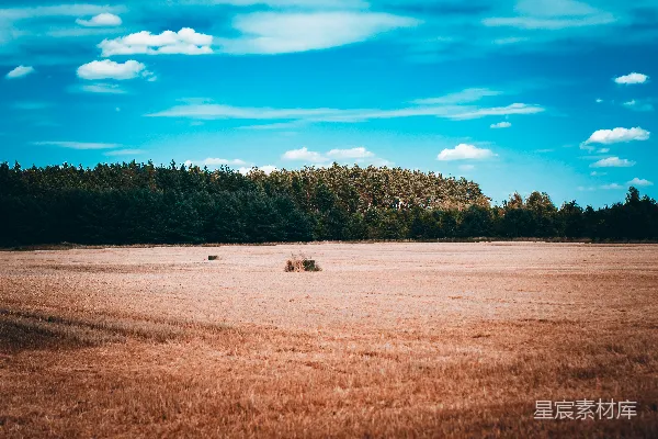 高清摄影 背景中有许多树木的大片田野