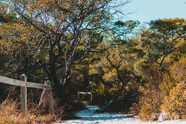 高清摄影 树林中一条小路， foreground 中的是一道栅栏