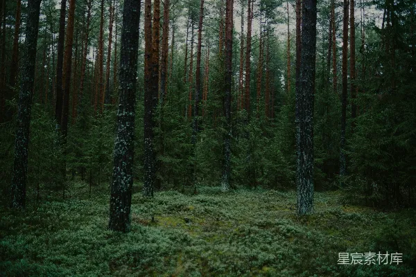高清摄影 稠密的森林中生长着高大的松树和苔藓覆盖的地面