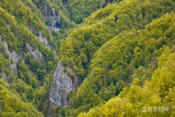高清摄影 一群动物站在一片翠绿的森林中