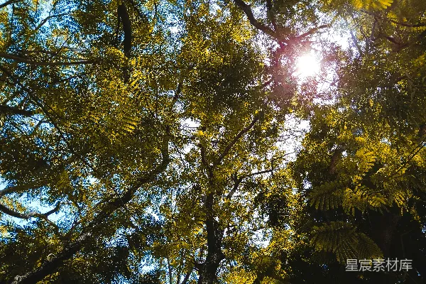 高清摄影 树间阳光 shining透过树叶的缝隙