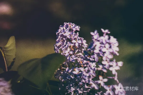 高清摄影 一朵花的特写镜头