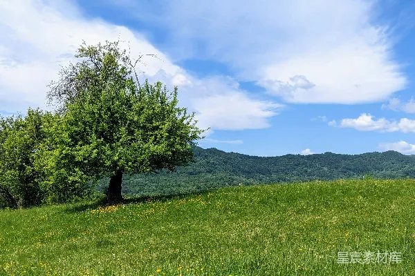 高清摄影 山坡上一棵孤独的树，背景是山峦。
