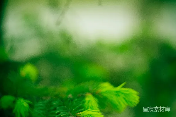 高清摄影 一棵树干的特写镜头，背景模糊。