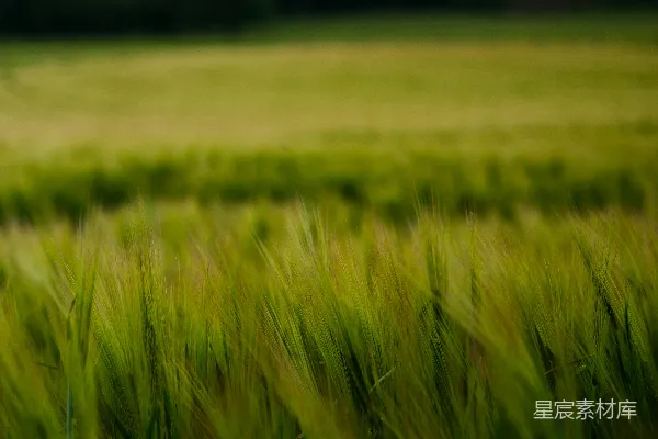 高清摄影 白天绿草 fields 草地