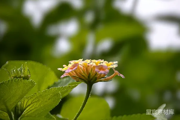 高清摄影 一朵坐在一些叶子中间的花