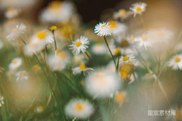 高清摄影 白黄雏菊花