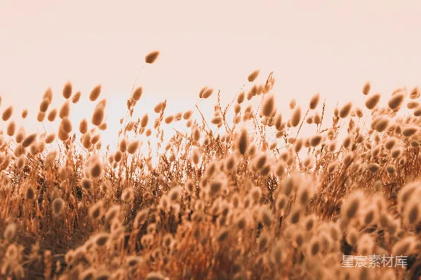 高清摄影 白天的棕色草地