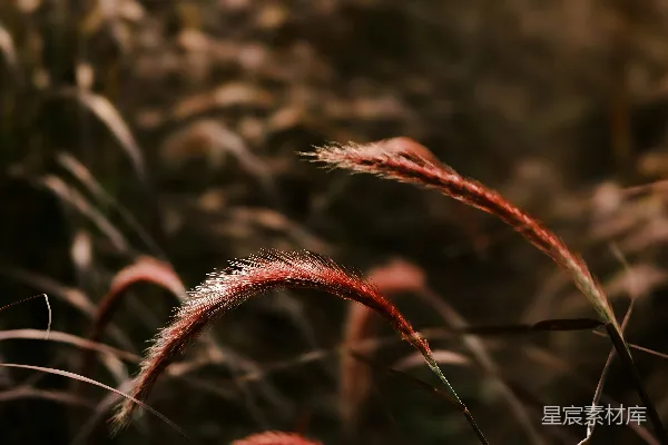 高清摄影 草丛中轻盈的羽毛状绿草在风中摇曳。